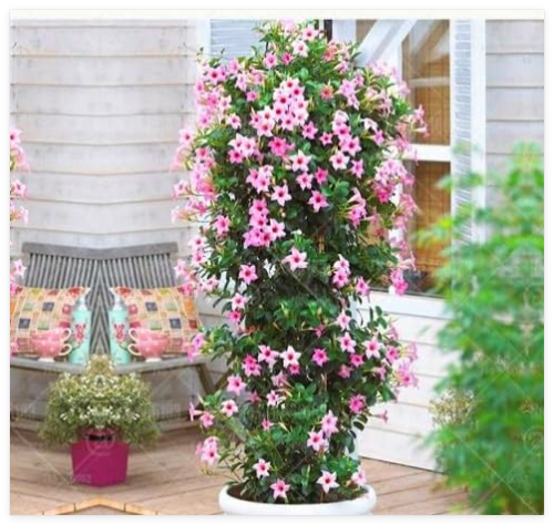 Mandevilla Sanderi Seed Beautiful Climbing Flower Seed (Color: 3)