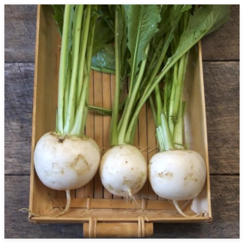 Shogoin Japanese White Hakurei Asian Vegetable Seeds