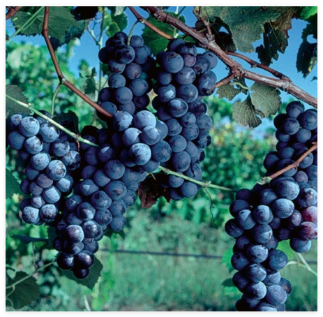 Purple Concord Grape Fruit Vine Vitis Labrusca Seeds