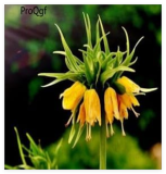 A Set Fritillaria Flower Bulb - (Color: 3)