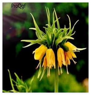 A Set Fritillaria Flower Bulb - (Color: 3)