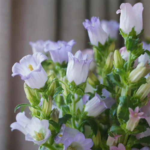 Hezhichun Mixed Color Canterbury Bells Seeds - Campanula medium Perennial Herb Flower, Dry Cool Climate, Autumn Sowing