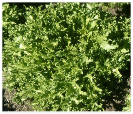 Endive Salad King Cichorium Endivia Seeds