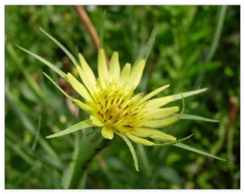 Western Yellow Salsify Seeds (Tragopogon dubius), Goats Beard