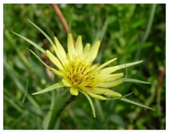 Western Yellow Salsify Seeds (Tragopogon dubius), Goats Beard