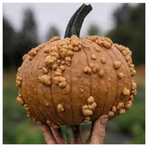 Grizzly Bear Warty Pumpkin Seeds Organic