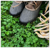 Micro Clover Seeds for Lawn - Microclover Seed for Planting