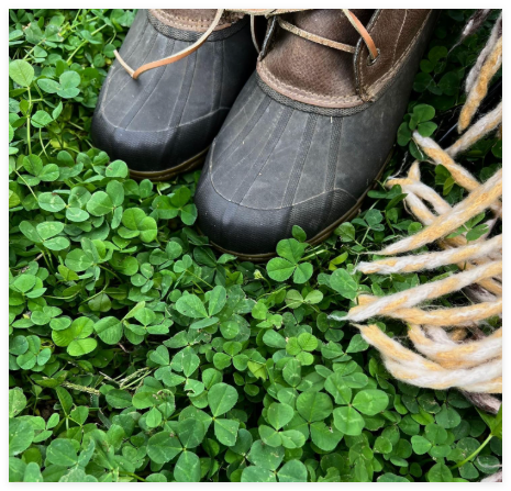 Micro Clover Seeds for Lawn - Microclover Seed for Planting