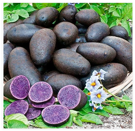 Solanum tuberosum Potato, Magic Molly Seeds Easy to Grow, Exotic Vegetable Seeds Hardy Perennial Garden