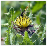 Blessed Thistle Seeds (Cnicus benedictus) ~Traditional Herb Pollinator Garden