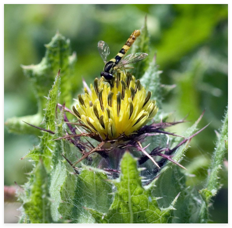 Blessed Thistle Seeds (Cnicus benedictus) ~Traditional Herb Pollinator Garden