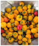 Guyana Wiri Wiri Pepper Seeds - Variation: Yellow Wiri Wiri Pepper Seeds