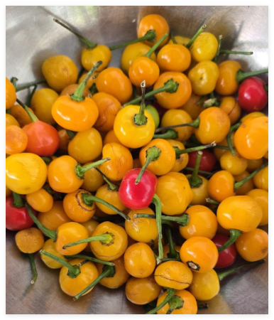 Guyana Wiri Wiri Pepper Seeds - Variation: Yellow Wiri Wiri Pepper Seeds