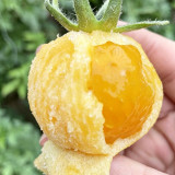 Sandy-Fleshed Cherry Tomato Seeds - Early Maturing, Easy to Grow, Suitable for Containers & Garden Planting