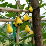 Little Rascal Gourd Seeds – Easy to grow and manage, long ornamental period, suitable for home gardening