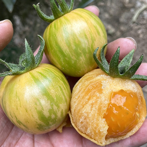 Sandy-Fleshed Cherry Tomato Seeds - Early Maturing, Easy to Grow, Suitable for Containers & Garden Planting