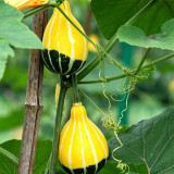 Little Rascal Gourd Seeds – Easy to grow and manage, long ornamental period, suitable for home gardening