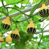 Little Rascal Gourd Seeds – Easy to grow and manage, long ornamental period, suitable for home gardening