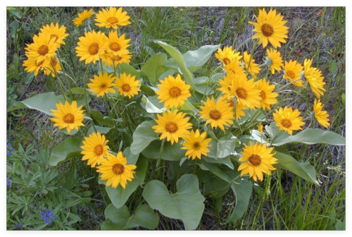 Arrowleaf Balsamroot Flower Seeds Balsamorhiza sagittata