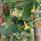 Little Rascal Gourd Seeds – Easy to grow and manage, long ornamental period, suitable for home gardening