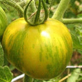 Sandy-Fleshed Cherry Tomato Seeds - Early Maturing, Easy to Grow, Suitable for Containers & Garden Planting