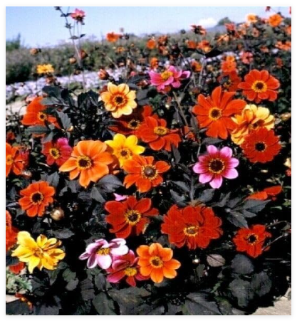 Dahlia Bishop's Child Mix Seeds