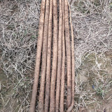 Burdock Seeds - Easy to plant and manage, loves light, strong tolerance to cold and heat, versatile in use