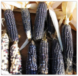 Hopi Blue Corn Seeds Heirloom Non-GMO, Tracking Included, Native Corn
