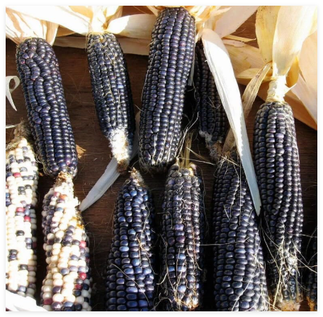 Hopi Blue Corn Seeds Heirloom Non-GMO, Tracking Included, Native Corn