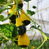 Little Rascal Gourd Seeds – Easy to grow and manage, long ornamental period, suitable for home gardening