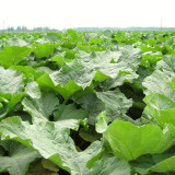 Burdock Seeds - Easy to plant and manage, loves light, strong tolerance to cold and heat, versatile in use