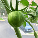 Sandy-Fleshed Cherry Tomato Seeds - Early Maturing, Easy to Grow, Suitable for Containers & Garden Planting