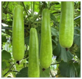 Long Bottle Gourd Seeds - Non-GMO Calabash Gourd Seeds for Planting