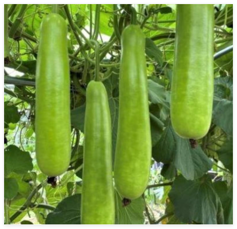 Long Bottle Gourd Seeds - Non-GMO Calabash Gourd Seeds for Planting