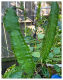 Asian Winged Bean Seeds. Heirloom Prolific Day Neutral