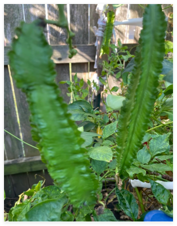 Asian Winged Bean Seeds. Heirloom Prolific Day Neutral