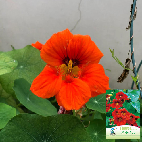 Hezhichun Red Nasturtium Seeds – Trumpet Shaped Flowers, Ideal for Indoor Pot Decoration & Cut Flower Use