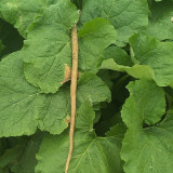 Burdock Seeds - Easy to plant and manage, loves light, strong tolerance to cold and heat, versatile in use