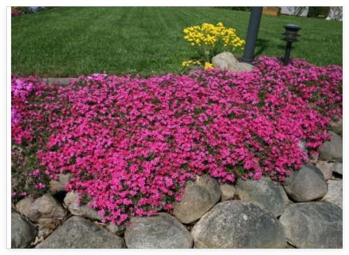 Scarlet Flame Creeping Phlox Seeds for Garden