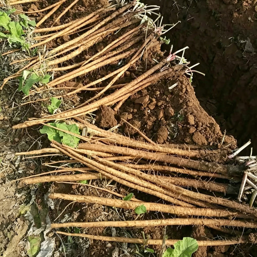Burdock Seeds - Easy to plant and manage, loves light, strong tolerance to cold and heat, versatile in use