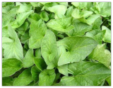 Good King Henry (Chenopodium Bonus-henricus) Seeds, Organic