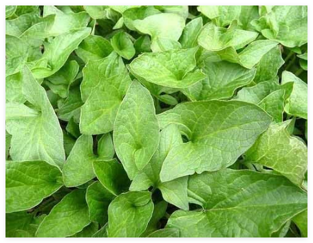 Good King Henry (Chenopodium Bonus-henricus) Seeds, Organic