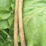 Burdock Seeds - Easy to plant and manage, loves light, strong tolerance to cold and heat, versatile in use