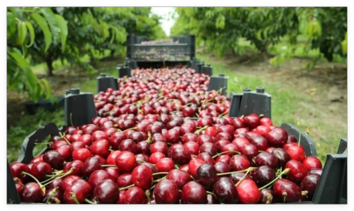 Lapins Cherry Seeds for Garden Planting