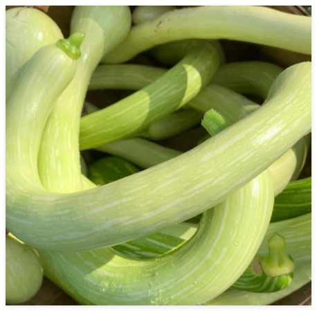 Tromboncino (Zucchini Rampicante) Squash Seeds | Heirloom | Organic