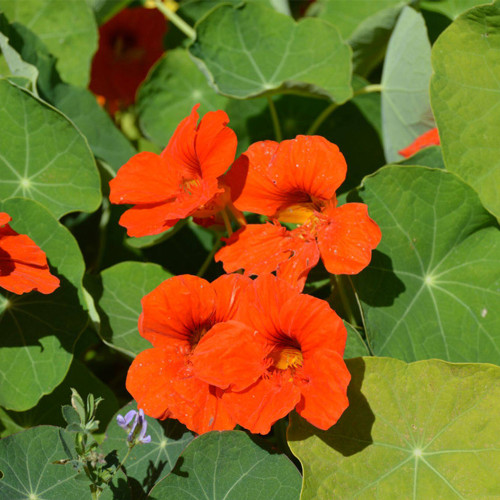 Hezhichun Red Nasturtium Seeds – Trumpet Shaped Flowers, Ideal for Indoor Pot Decoration & Cut Flower Use