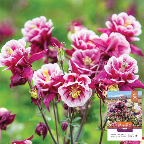 Hezhichun Aquilegia 'Crown Jewels Mixed' - Perennial Flower Seeds for Garden Borders, 40–60 cm, Heat Intolerant, Spring & Autumn Sowing