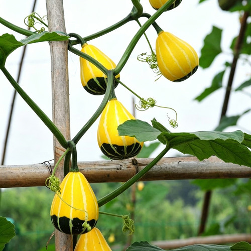 Little Rascal Gourd Seeds – Easy to grow and manage, long ornamental period, suitable for home gardening
