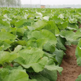 Burdock Seeds - Easy to plant and manage, loves light, strong tolerance to cold and heat, versatile in use
