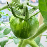Sandy-Fleshed Cherry Tomato Seeds - Early Maturing, Easy to Grow, Suitable for Containers & Garden Planting